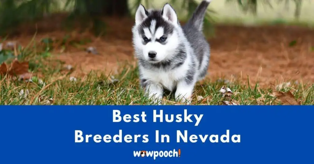 Top 6 Best Husky Breeders In Nevada (NV) State