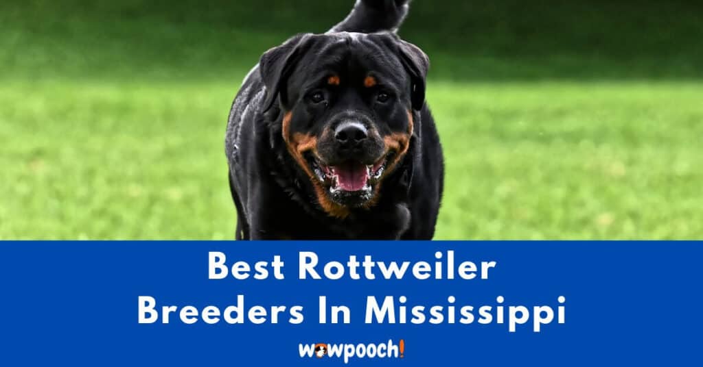 Top 6 Best Rottweiler Breeders In Mississippi (MS) State