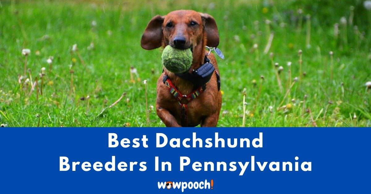 Top 9 Best Dachshund Breeders In Pennsylvania (PA) State ...