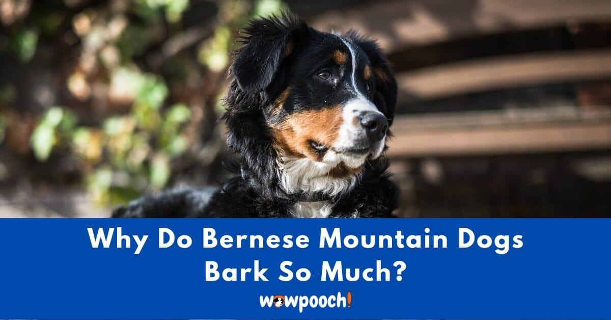 Why Do Bernese Mountain Dogs Bark So Much? 6 Ways To Make Them Less Bark! - WowPooch
