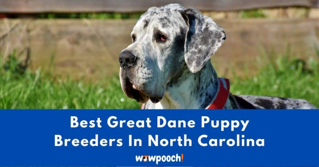 Top 14 Best Great Dane Breeders In North Carolina (NC) State