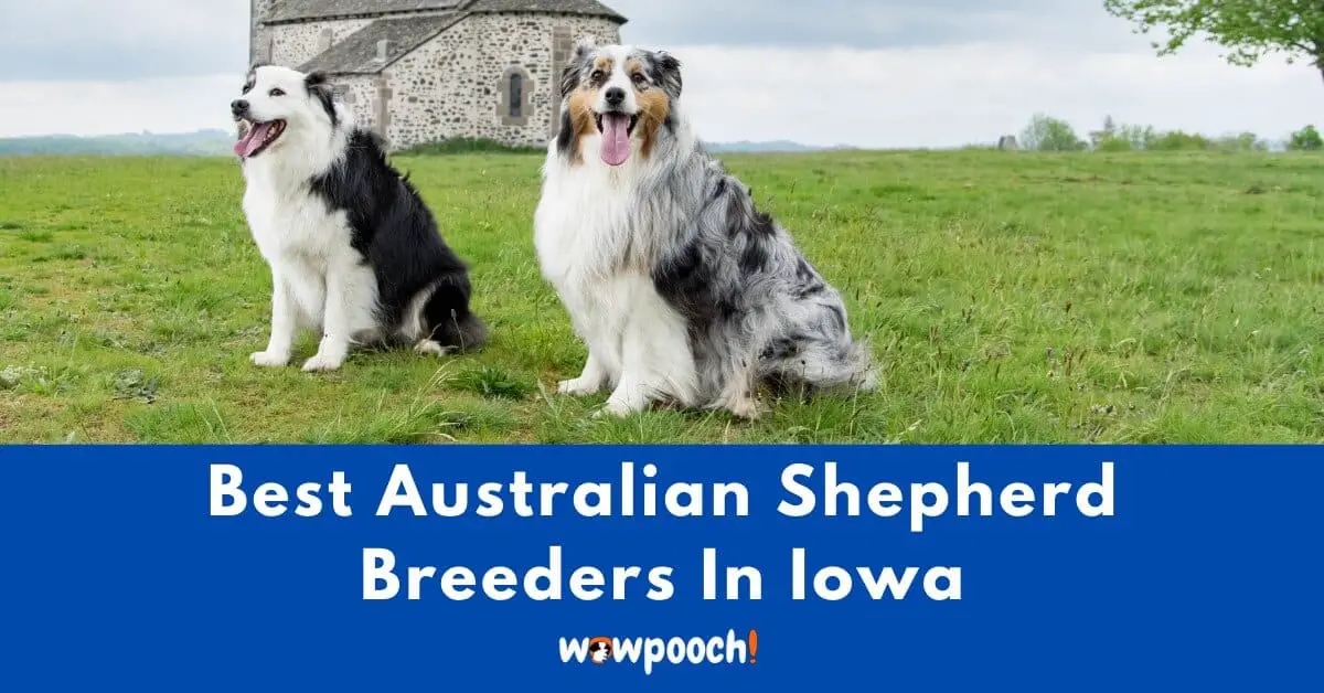 Top 21 Best Australian Shepherd Breeders In Iowa (IA) State ...