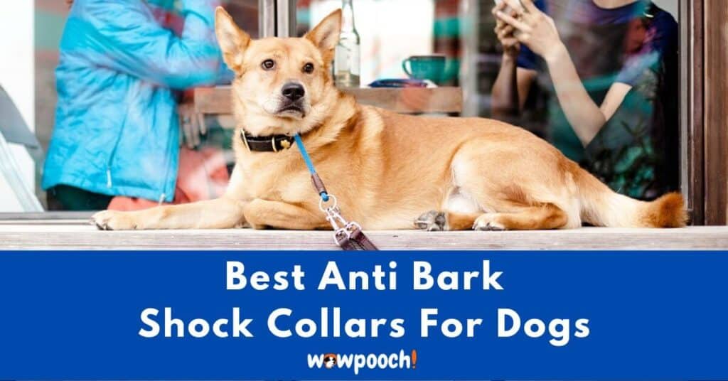 Top 10 Best Anti Bark Shock Collars For Dogs