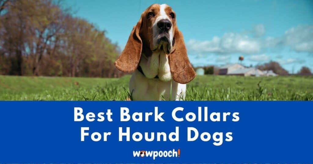 Top 7 Best Bark Collars For Hound Dogs