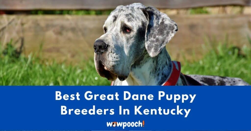 Top 10 Best Great Dane Breeders In Kentucky (KY) State