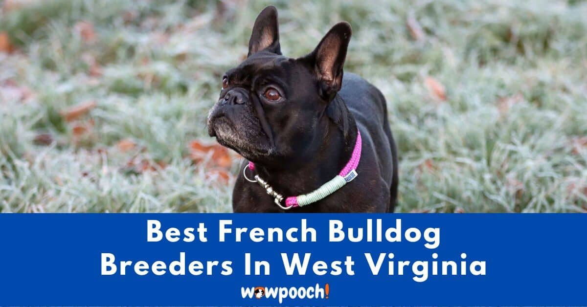 Top 5 Best French Bulldog Breeders In West Virginia (WV ...