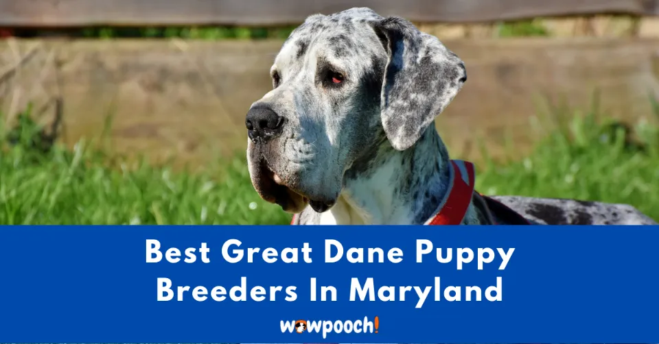 Great Dane Breeders In Maryland (MD) State