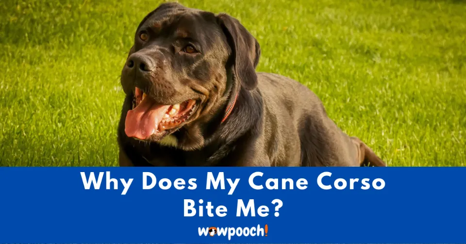 Why Does Cane Corso Bite