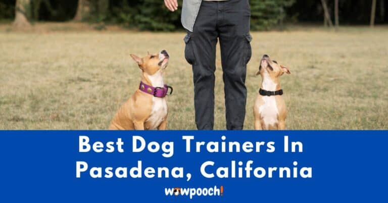 top-14-best-dog-trainers-near-pasadena-in-california-state