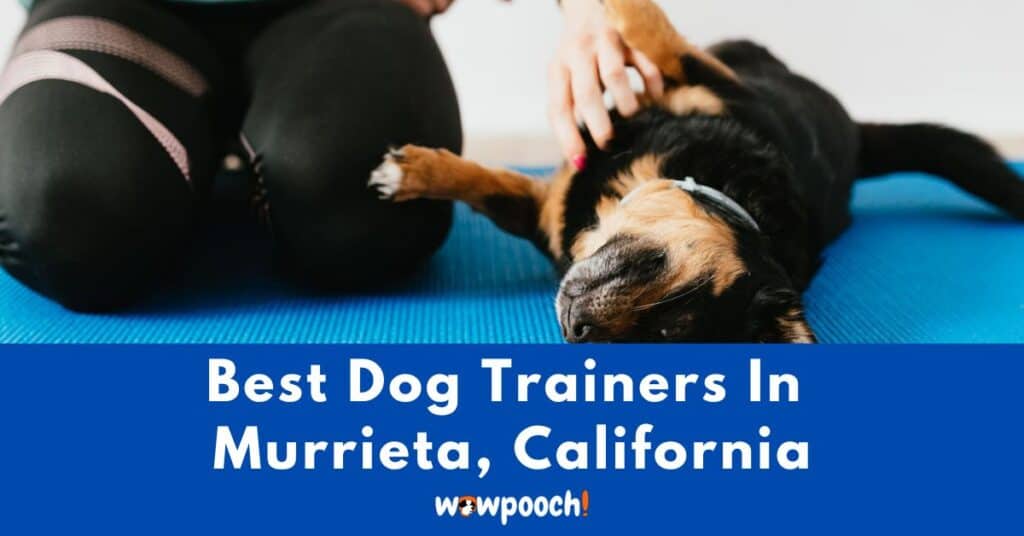 most famous dog trainers in california