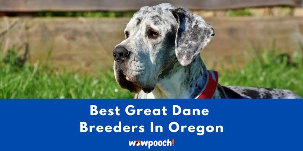 Top 4 Great Dane Breeders In Oregon
