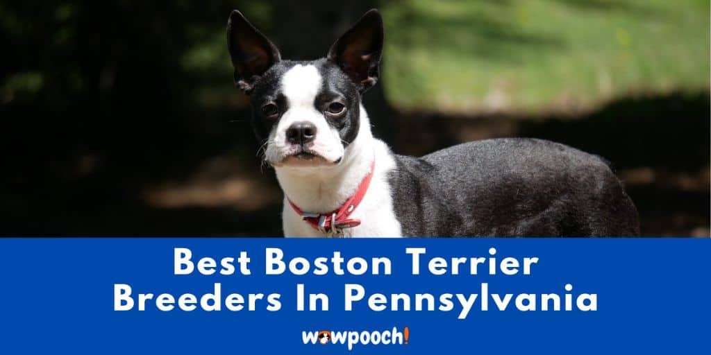 Boston Terriers Snatch Victory from River Hawks: A Thrilling 62-55 Showdown