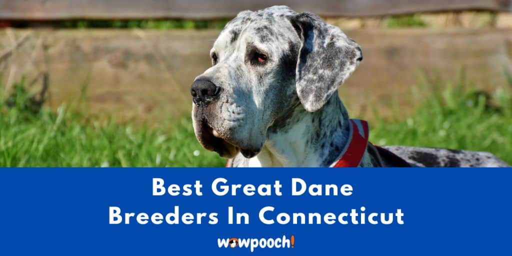 Top 5 Great Dane breeders in Connecticut