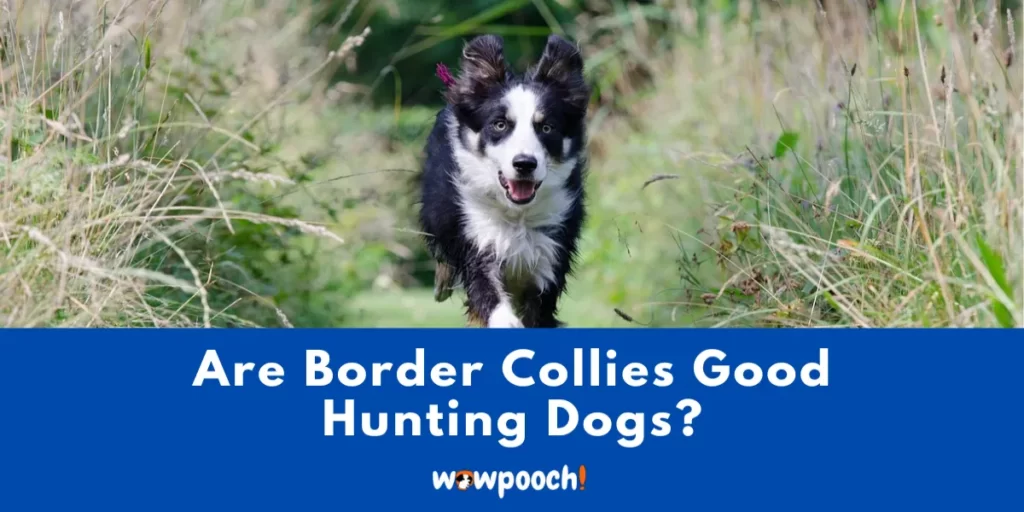 Are Border Collies Good Hunting Dogs?