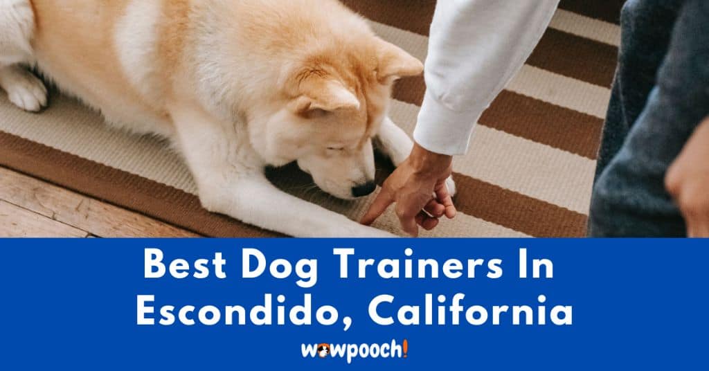 Best Dog Trainers Near Escondido In California State
