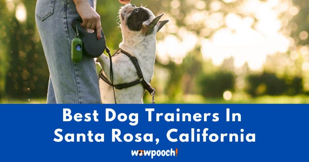 Best Dog Trainers Near Santa Rosa In California State