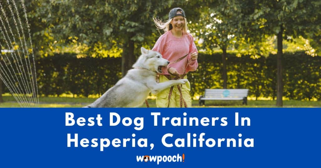 Best Dog Trainers Near Hesperia In California State