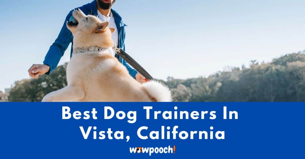 Best Dog Trainers Near Vista In California (CA) State
